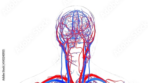 human blood vessels with heart anatomy 3d illustration