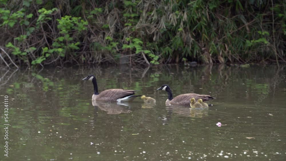 Canada Geese and Goslings Swimming 4K UHD. A pair of Canada Geese protecting goslings while swimming. 4K UHD.
Canada Geese and Goslings Swimming 4K UHD. A pair of Canada Geese protecting goslings while swimming. 4K UHD.