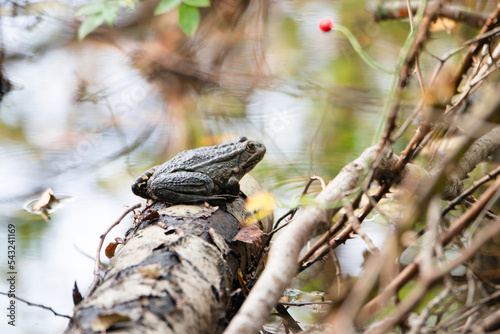 Aga toad, bufo marinus sitting on a tree log, natural environment, amphibian inhabitant wetland
 photo