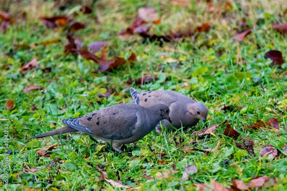 A pair of doves, who mate for life, are looking for seed in the grass among the fallen leaves in late fall.  Birds in our yard in Windsor in Upstate NY.