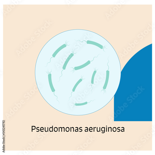 13 Bactery Theme Pseudomonas aeruginosa