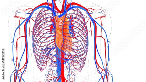 human blood vessels with heart anatomy 3d illustration