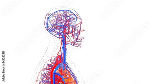 human blood vessels with heart anatomy 3d illustration