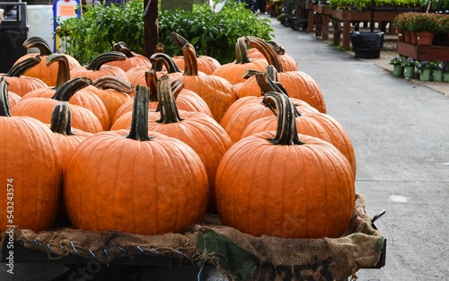 Closeup shot of pumpkins outdoors - autumn concept