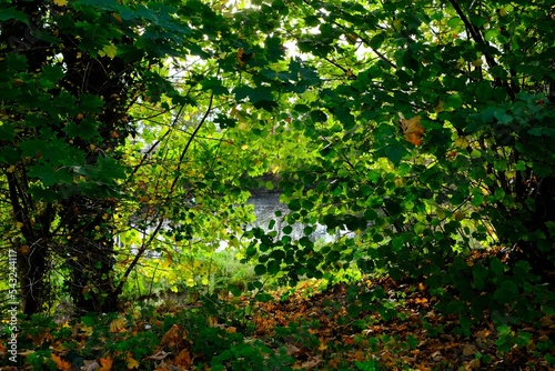 Fototapeta Naklejka Na Ścianę i Meble -  Bunte Farben im Herbst im Deutschen Wald