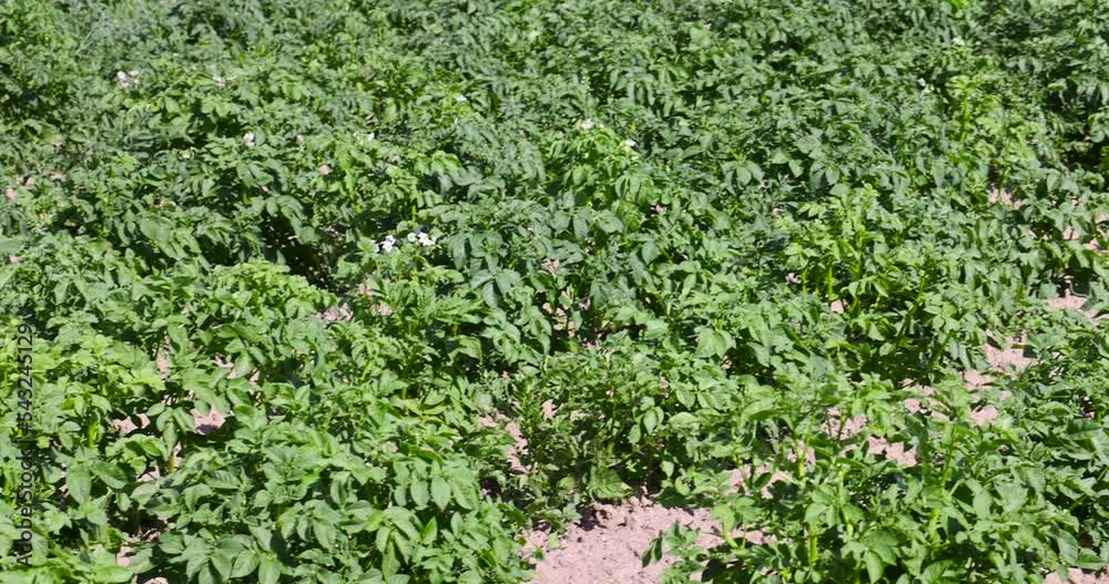 Green potatoes swaying in the wind in the field, growing a large amount of food young potatoes Green potatoes swaying in the wind in the field, growing a large amount of food young potatoes