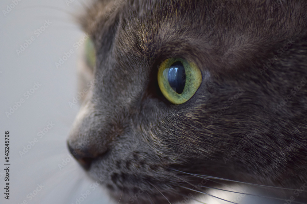 Obraz premium Gray cat with green eyes staring 