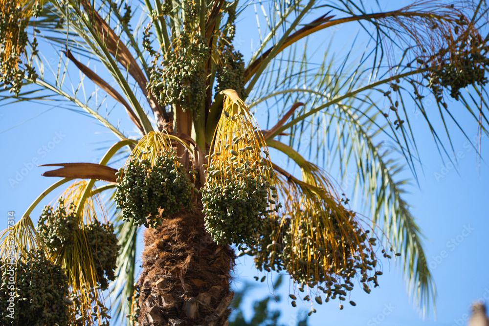 Palm Tree With Green Leaves And Growing Dates Beautiful Palm Trees palm-tree-with-green-leaves-and-growing-dates-beautiful-palm-trees