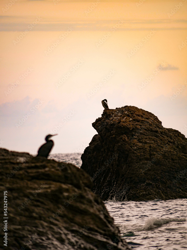 cormorans sitting during sunset on rocks by the sea 