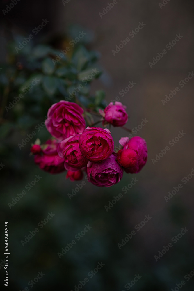 Beautiful rose bush on a dark background. Tea rose on an autumn day. Bright pink bush. Perfect flowers. Live flowers