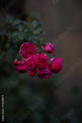 Obraz na płótnie Beautiful rose bush on a dark background. Tea rose on an autumn day. Bright pink bush. Perfect flowers. Live flowers w salonie