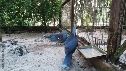 The western crowned pigeon birds in the cage photo