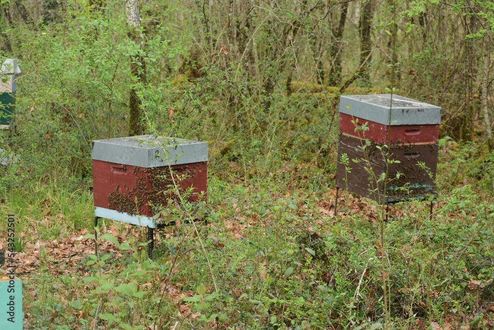 Abeilles : ruches installées en pleine nature dans un bois. Abeilles : ruches installées en pleine nature dans un bois.
