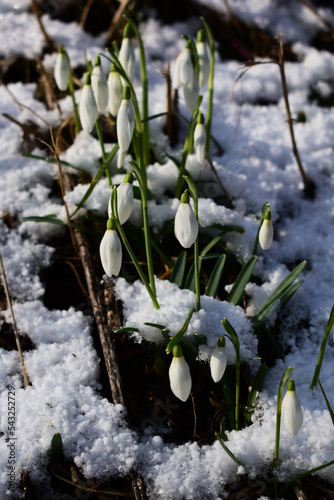 mehrere Schneeglöckchen, Galanthus nivalis, im Schnee, Vorfrühling in natürlicher Gruppe in der Au