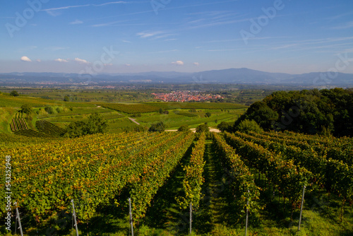 Weinberge Reben