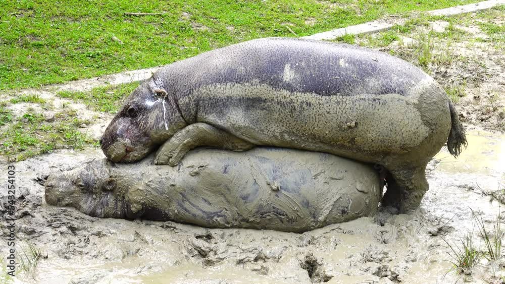 two pygmy hippo breeding in dirt in natural environment two pygmy hippo breeding in dirt in natural environment