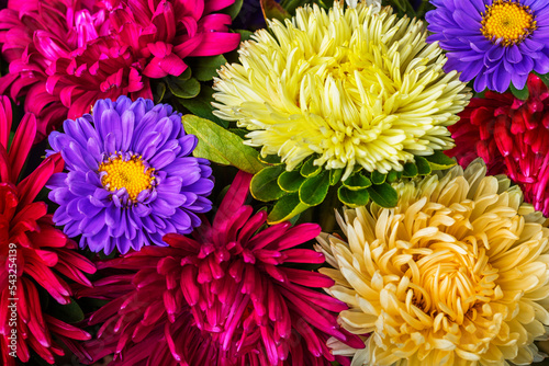 beautiful and bright background of aster flowers photo