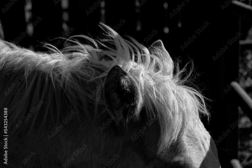 Φωτογραφία Windy weather shows mane hair of horse blowing in wind closeup in dark black and white