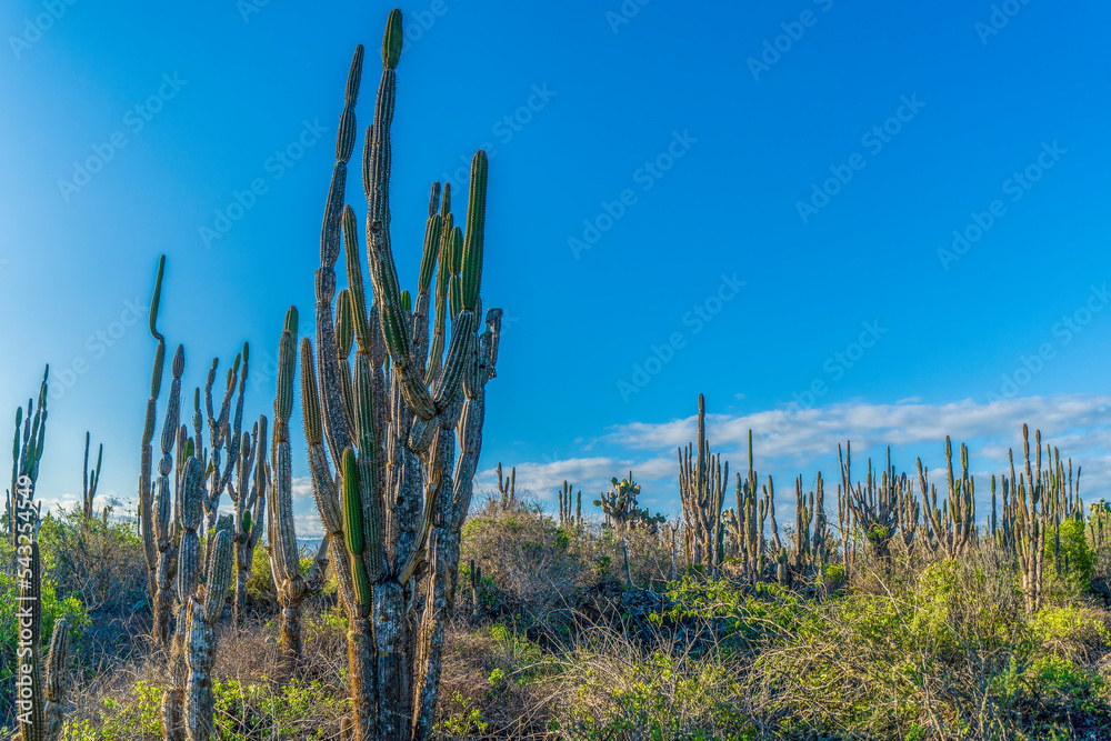 Giant cactus forest in the Galapagos Islands