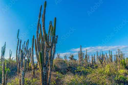 Giant cactus forest in the Galapagos Islands