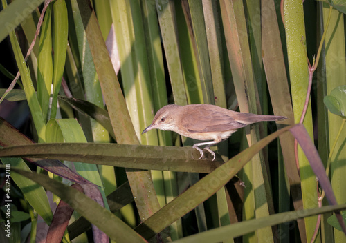 clamorous reed warbler is an Old World warbler in the genus Acrocephalus. It breeds from Egypt eastwards through Pakistan, Afghanistan and northernmost India to south China and southeast Asia.