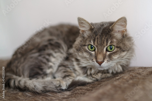 Fifteen year old cat suffering from Chronic Renal Failure, common in older cats