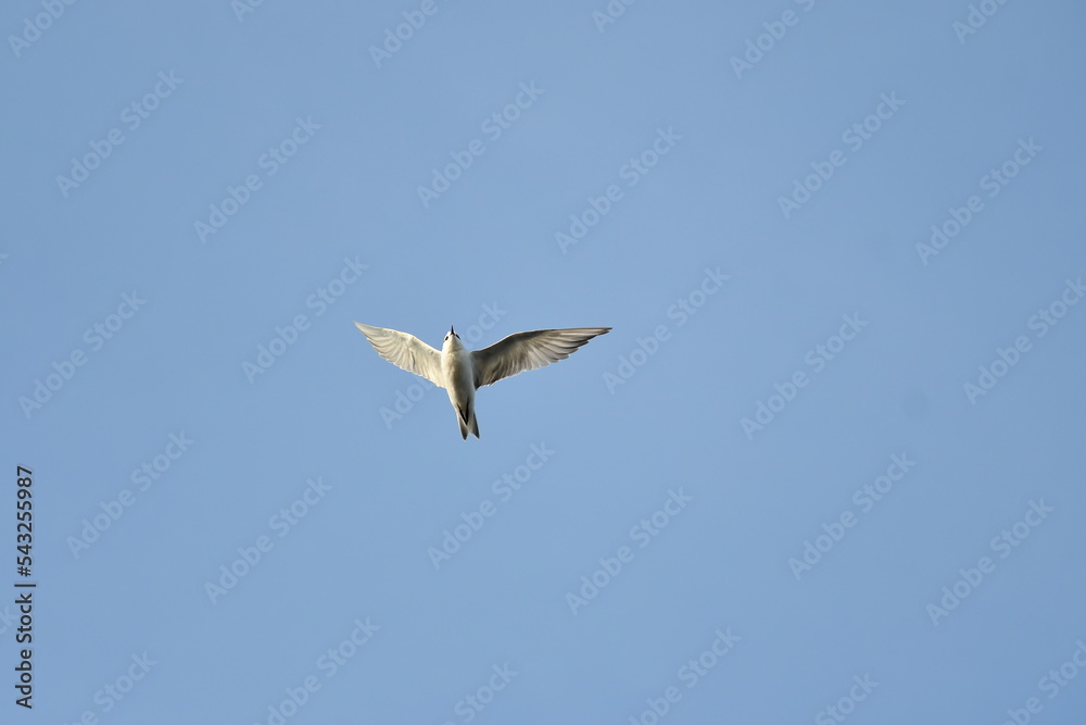 Fototapeta premium kite in flight