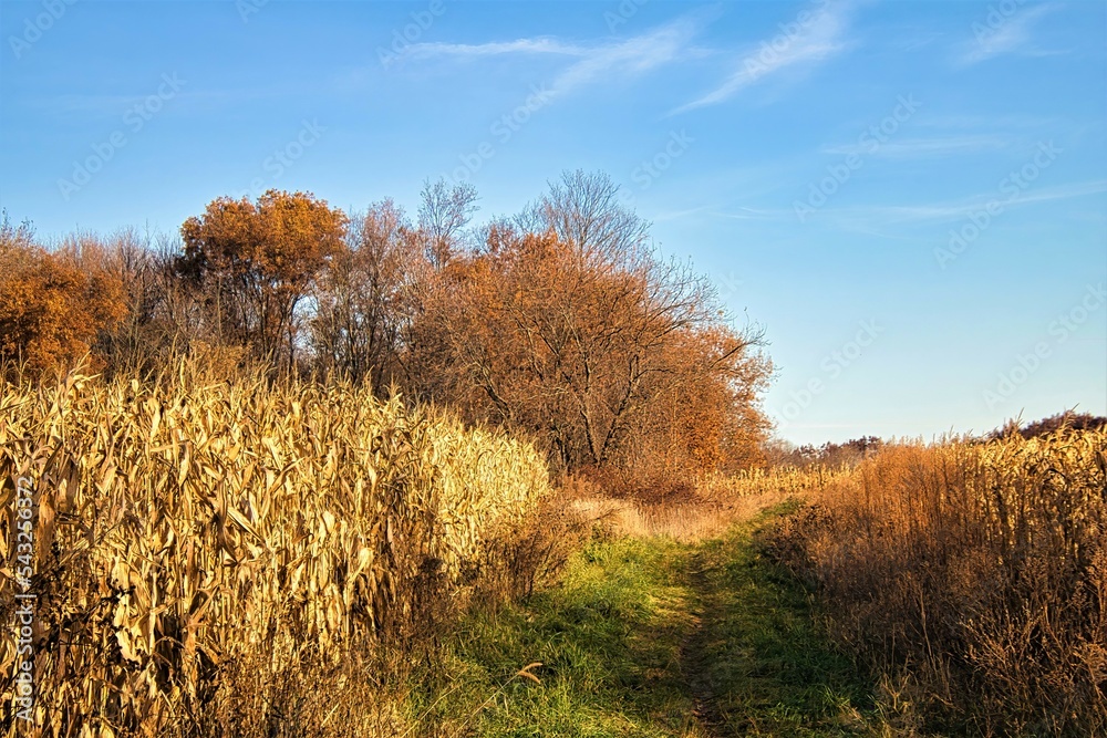 Under a sunny blue sky on a later-Autumn day in Wisconsin, the Ice Age Trail passes by a cron field and into an orange-colored forest.