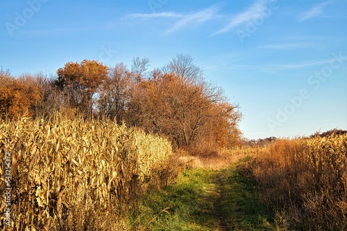 Under a sunny blue sky on a later-Autumn day in Wisconsin  the Ice Age Trail passes by a cron field and into an orange-colored forest.