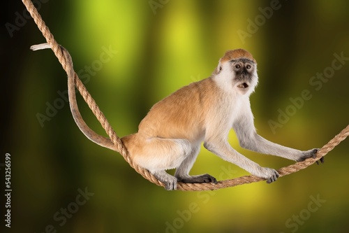 Fototapeta Naklejka Na Ścianę i Meble -  Cute young monkey posing on the background.