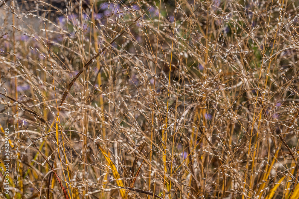 Fototapeta premium Dried tall grass closeup view