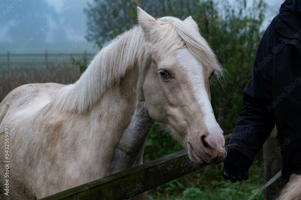 Obraz premium Profile portrait of beautiful white horse blurred background on a foggy day