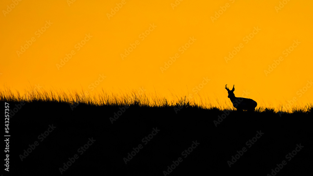 silhouette of a deer on sunset