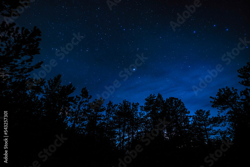 starry night sky in the forest