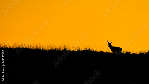 silhouette of a deer on sunset