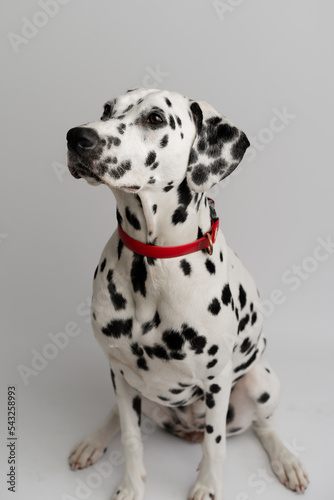Close-up - beautiful adult Dalmatian dog sits on a white background