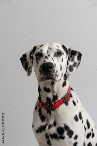 Close-up - adult Dalmatian dog sitting and looking at the camera © Guys Who Shoot