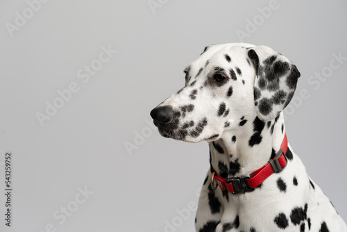 Close-up - beautiful adult Dalmatian dog sits on a white background © Guys Who Shoot