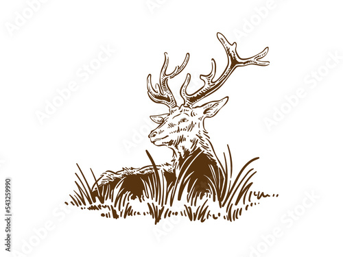 Beautiful Reindeer Hand Drawn Laying Down On The Grass Cervid Deer Illustration Vector Drawing