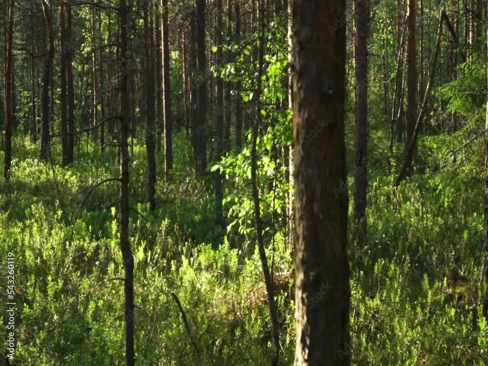 A forest swamp with pine trees. Get lost in the swamp. Summer forest. A forest swamp with pine trees. Get lost in the swamp. Summer forest.