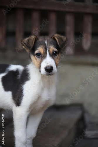 A black and white puppy stands on the porch of the house on the wooden steps. Portrait of a spotted black and white dog puppy outdoors. © svet_sin