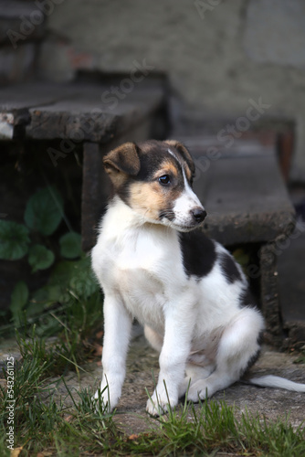 Portrait of a white puppy with black spots outdoors. A spotted puppy of a dog sits against the background of wooden steps.