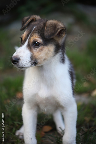Portrait of a tricolor puppy outdoors. A mongrel young dog of a red-black-white color sits on the grass and looks to the side.