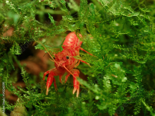 Orange dwarf Mexican crayfish (Cambarellus patzcuarensis) climbing in Taiwan moss (Taxiphyllum alternans) photo