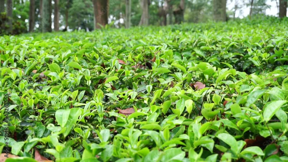 close up background tea garden close up background tea garden