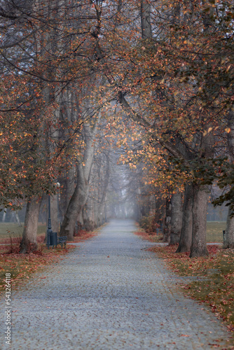 Jesienna aleja w parku we mgle