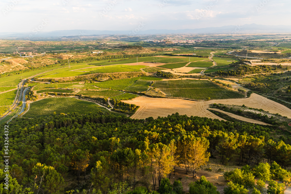 Aerial view of vineyards in La Rioja Region in Spain