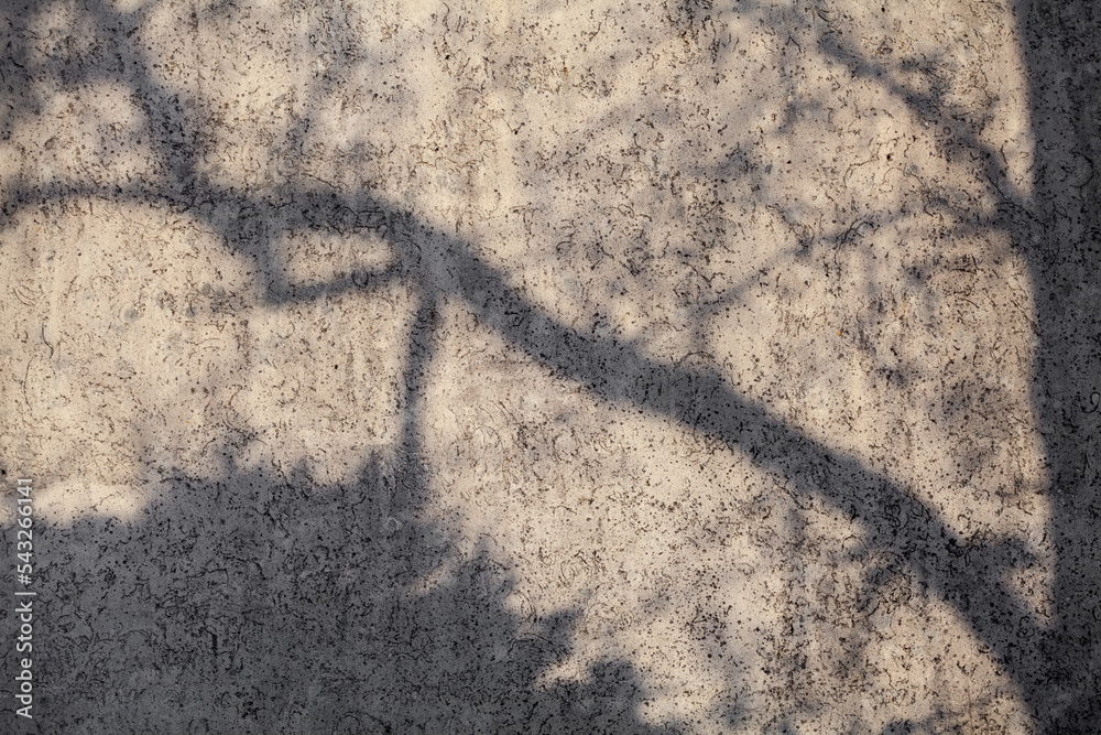 The shadow of the branch on the wall