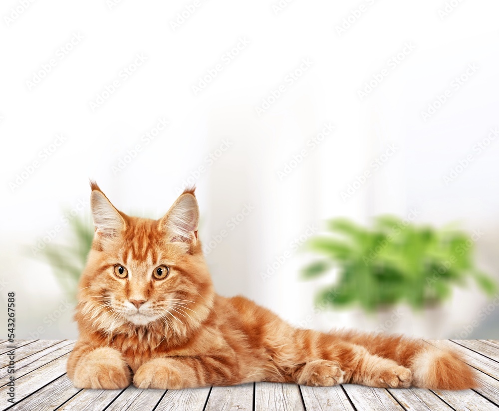Cute domestic cat posing on background