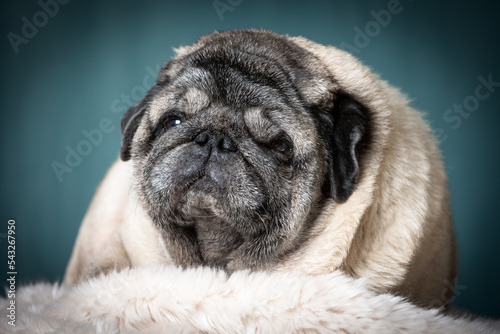 Close up portrait of an adult beige pug